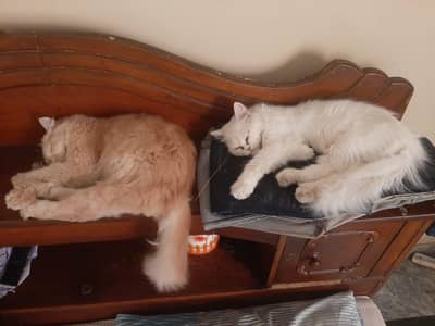 persian cat