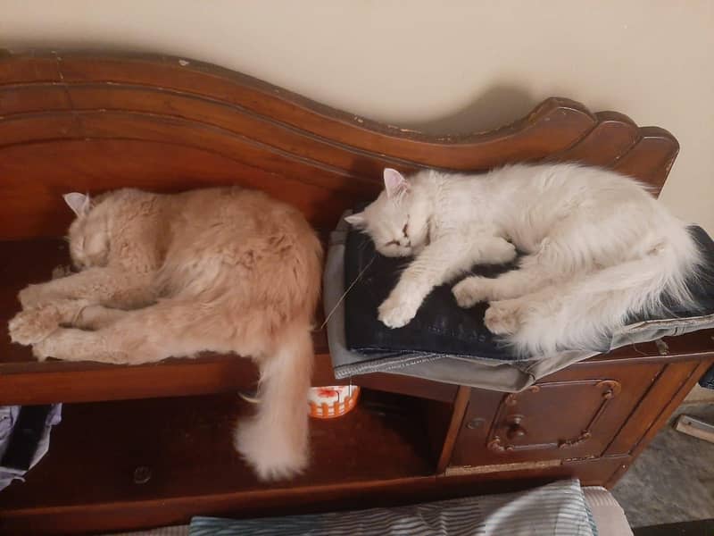 persian cat 0