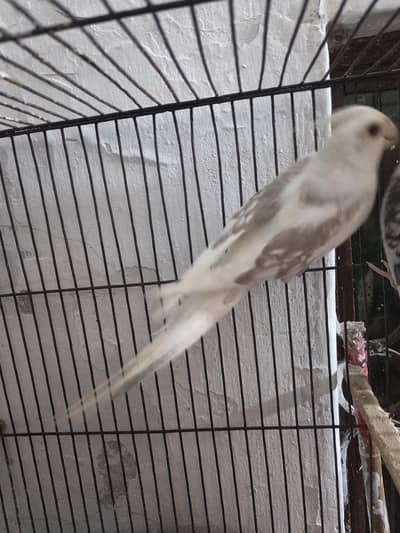 coctail male for sall and exchange eno femal only