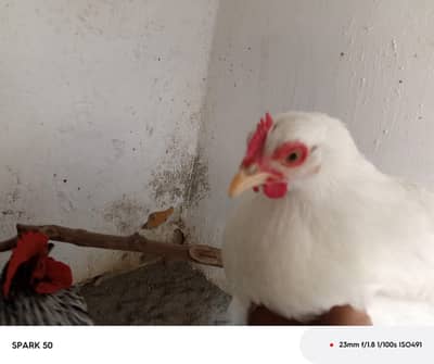 Bantam chickens