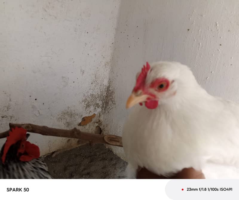 Bantam chickens 0