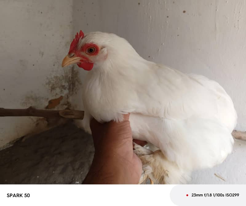 Bantam chickens 1