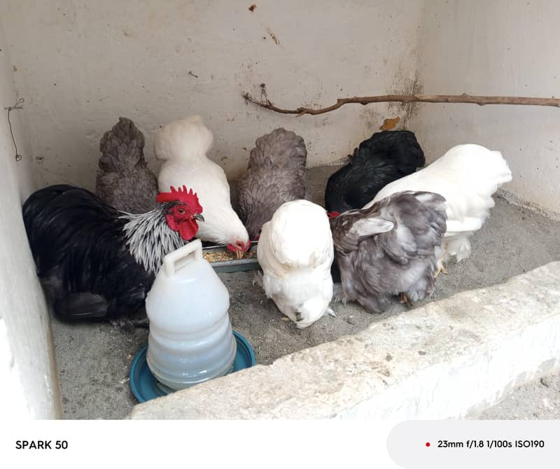 Bantam chickens 2