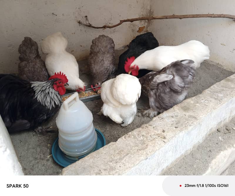 Bantam chickens 3