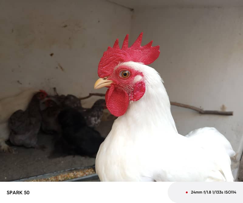Bantam chickens 4