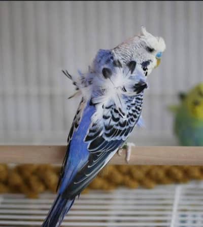 Blue hoggoromo double flower breeder male
