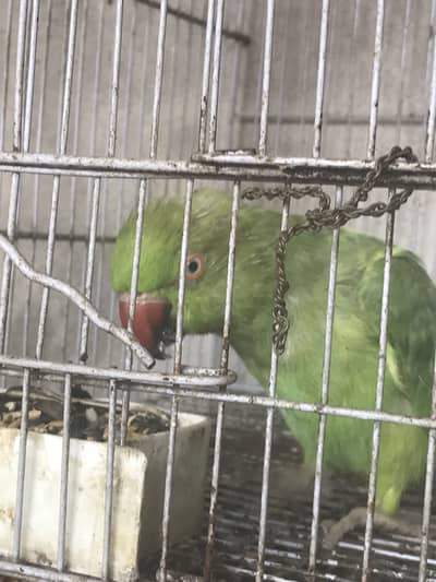 Ringnect Adult Breeder Pair For Sale