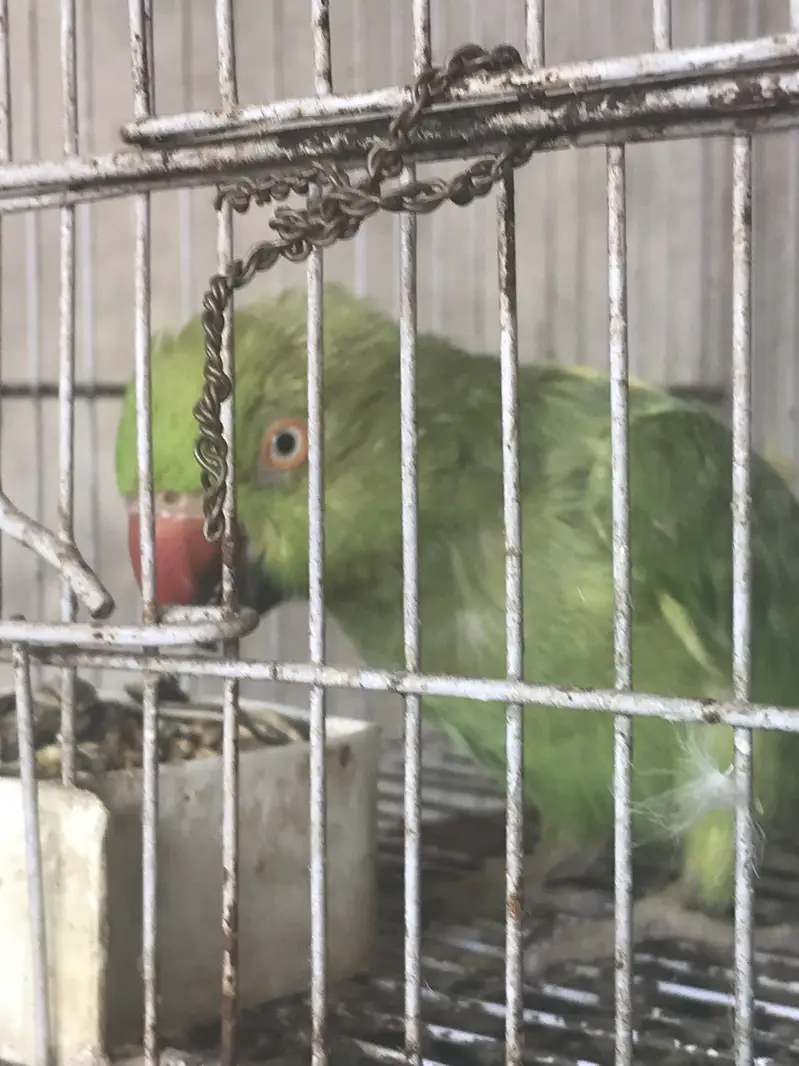 Ringnect Adult Breeder Pair For Sale — photo 2