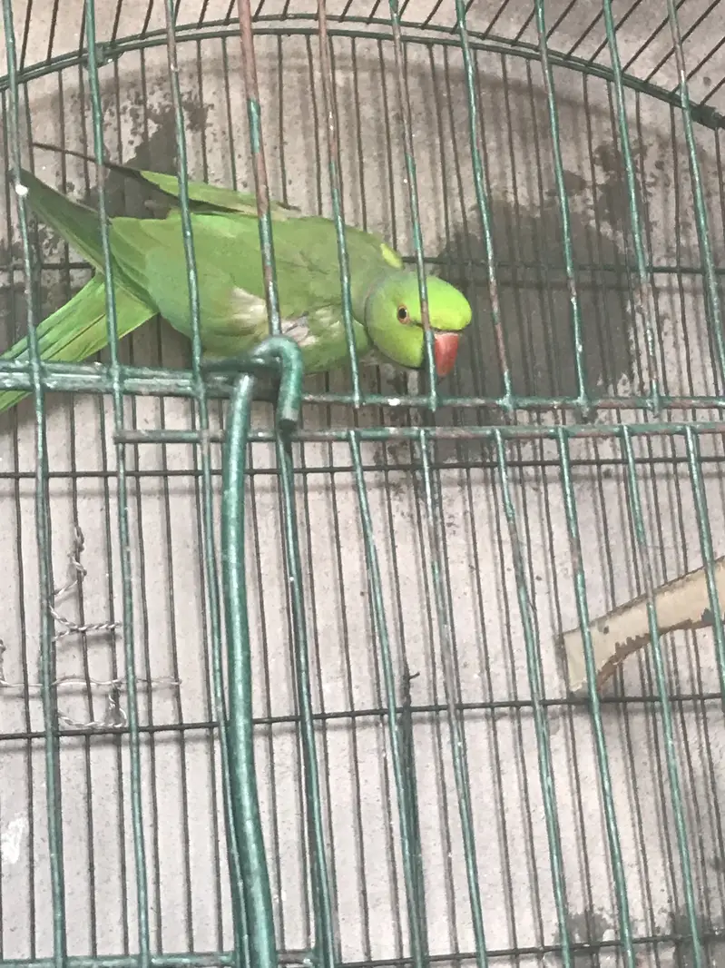 Ringnect Adult Breeder Pair For Sale — photo 3