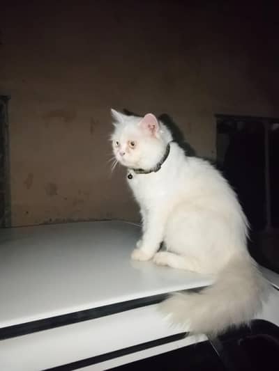piki face cat female