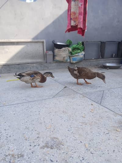 Healthy Ducks for Sale