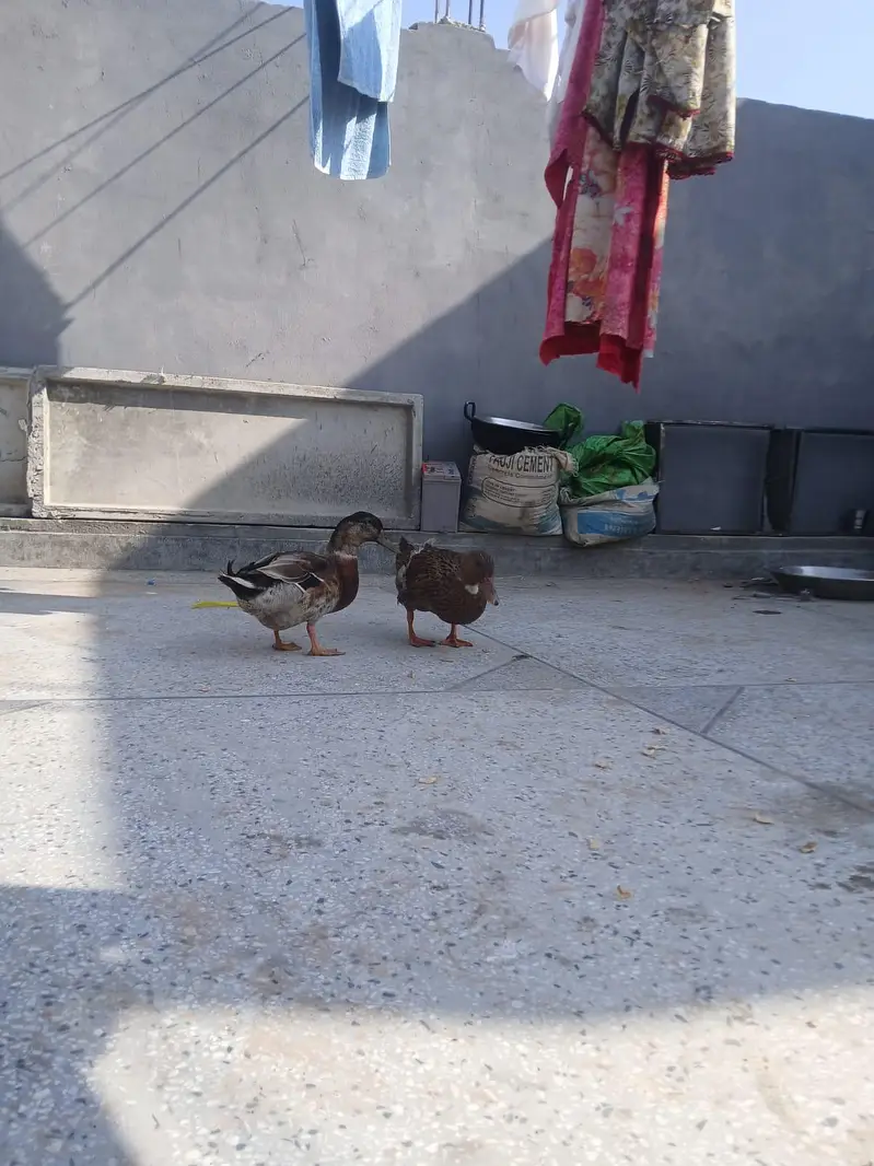 Healthy Ducks for Sale — photo 2