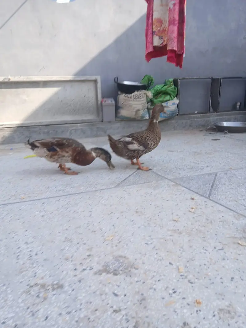 Healthy Ducks for Sale — photo 3