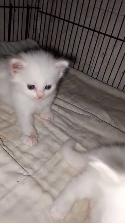 chinto Monti Robi kittens available 03144762823