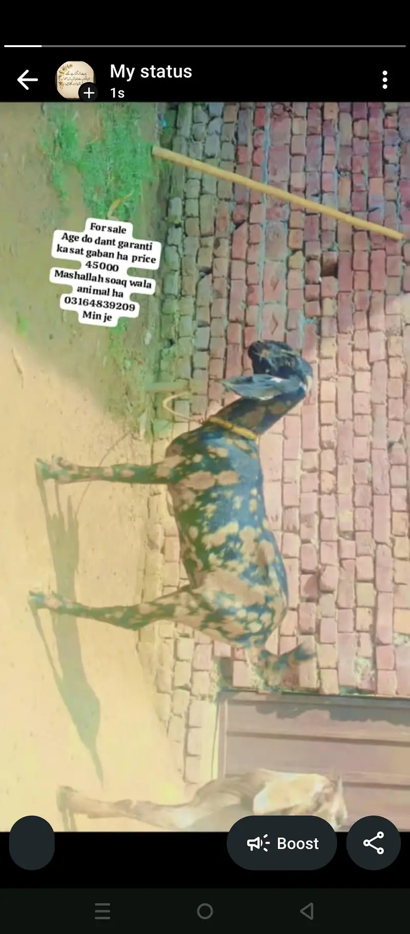dasi bakra for sale         . . . . . . . . . . . . . . — photo 4