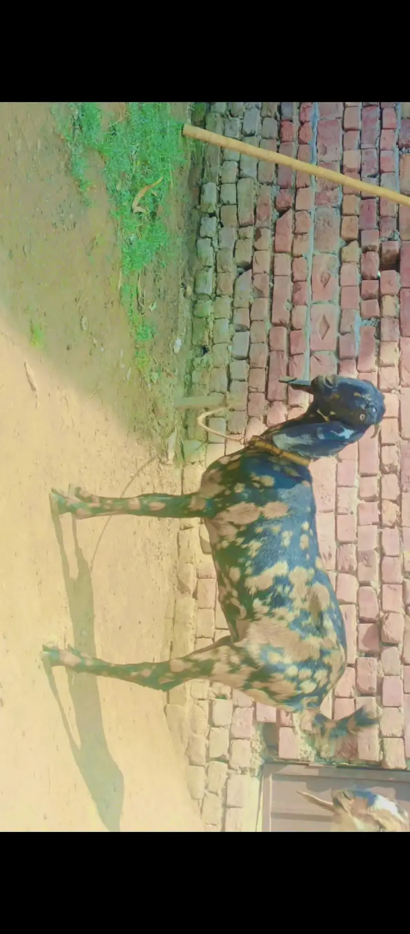dasi bakra for sale         . . . . . . . . . . . . . . — photo 5