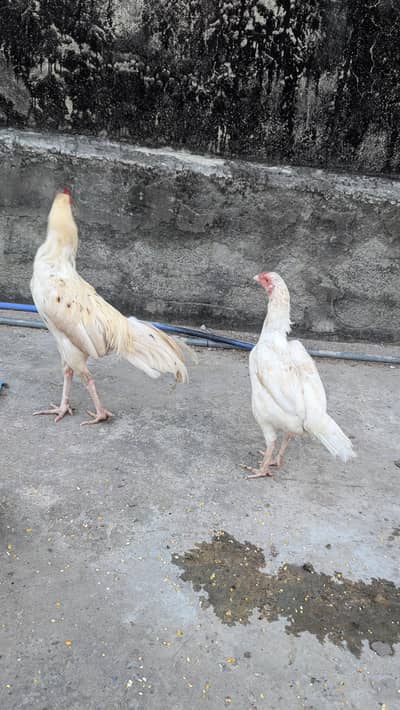 White Aseel