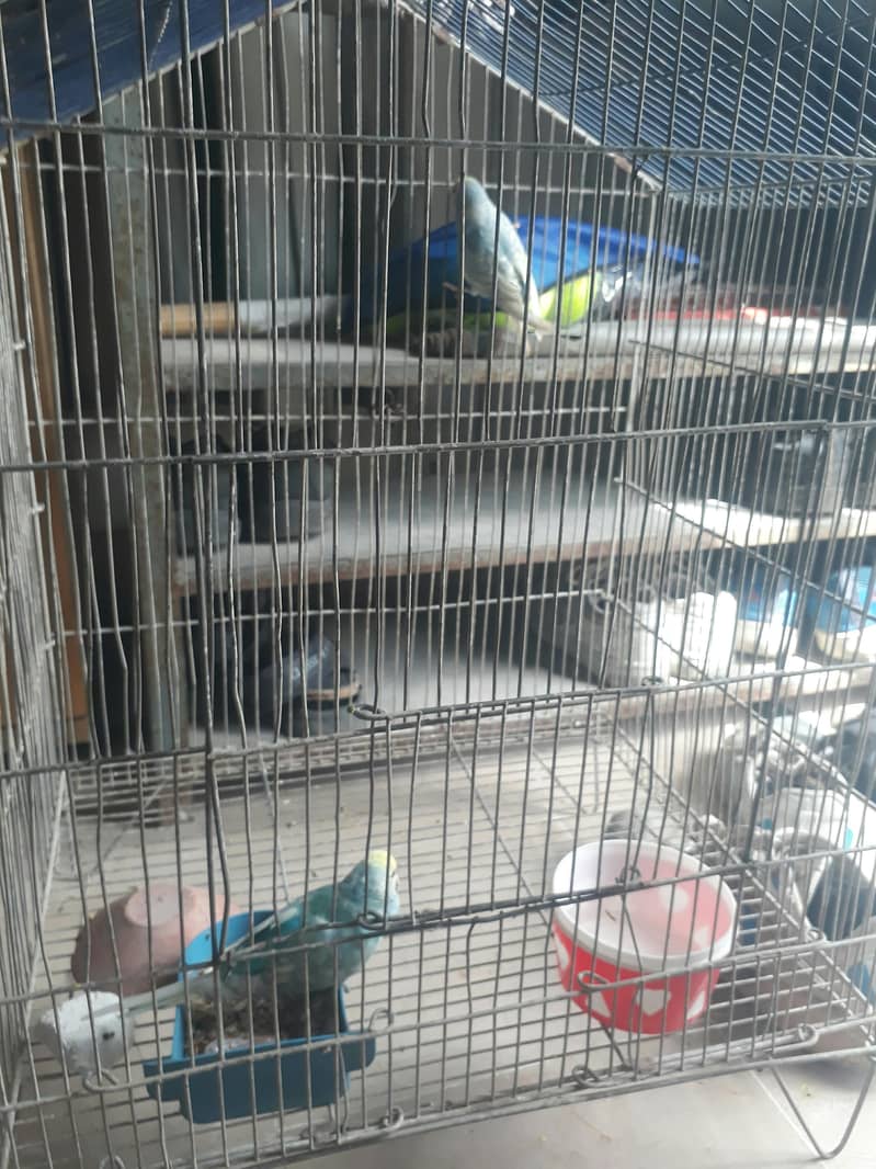 Rainbow first breed pair 0
