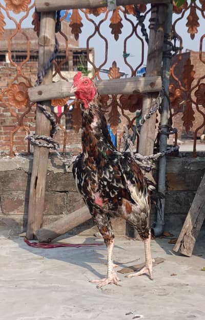kurk wali murgi his ka sath 5 ciks ha wo bi bhut manasab