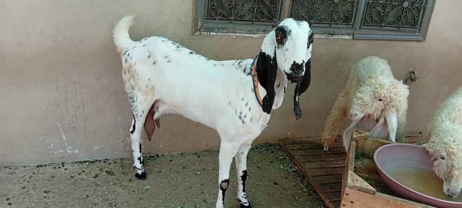 bakri for sale makkhi chini white
