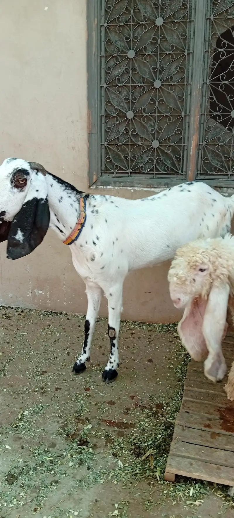 bakri for sale makkhi chini white — photo 2