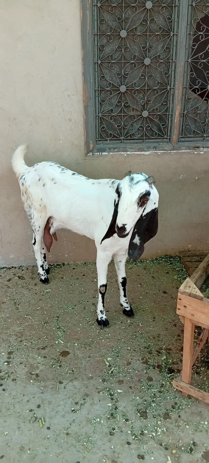 bakri for sale makkhi chini white — photo 3