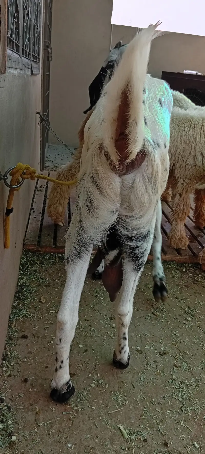 bakri for sale makkhi chini white — photo 4