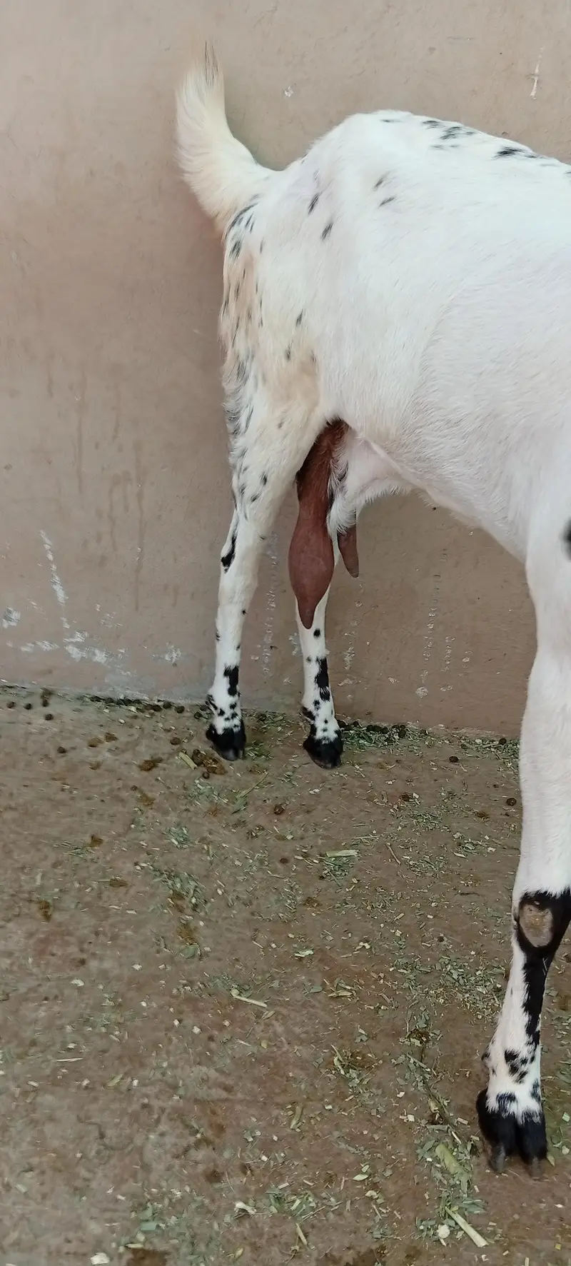bakri for sale makkhi chini white — photo 5