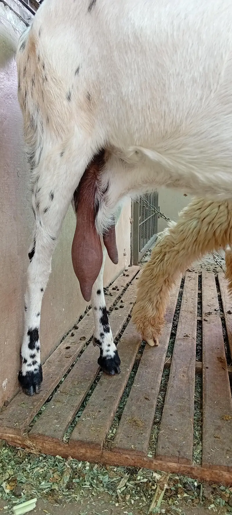 bakri for sale makkhi chini white — photo 6
