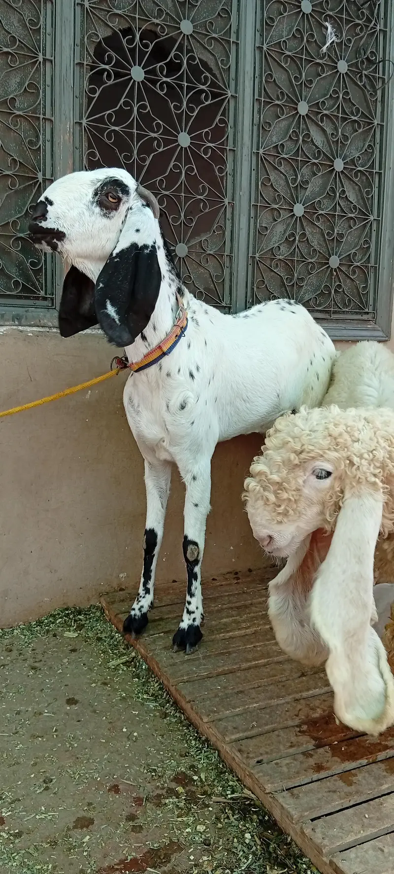 bakri for sale makkhi chini white — photo 7