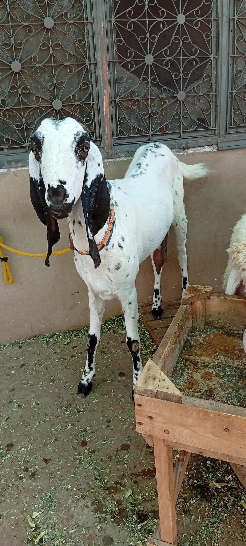 bakri for sale makkhi chini white — photo 8