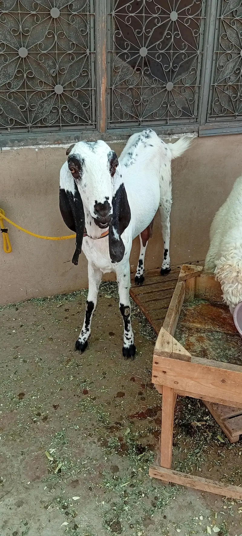 bakri for sale makkhi chini white — photo 9