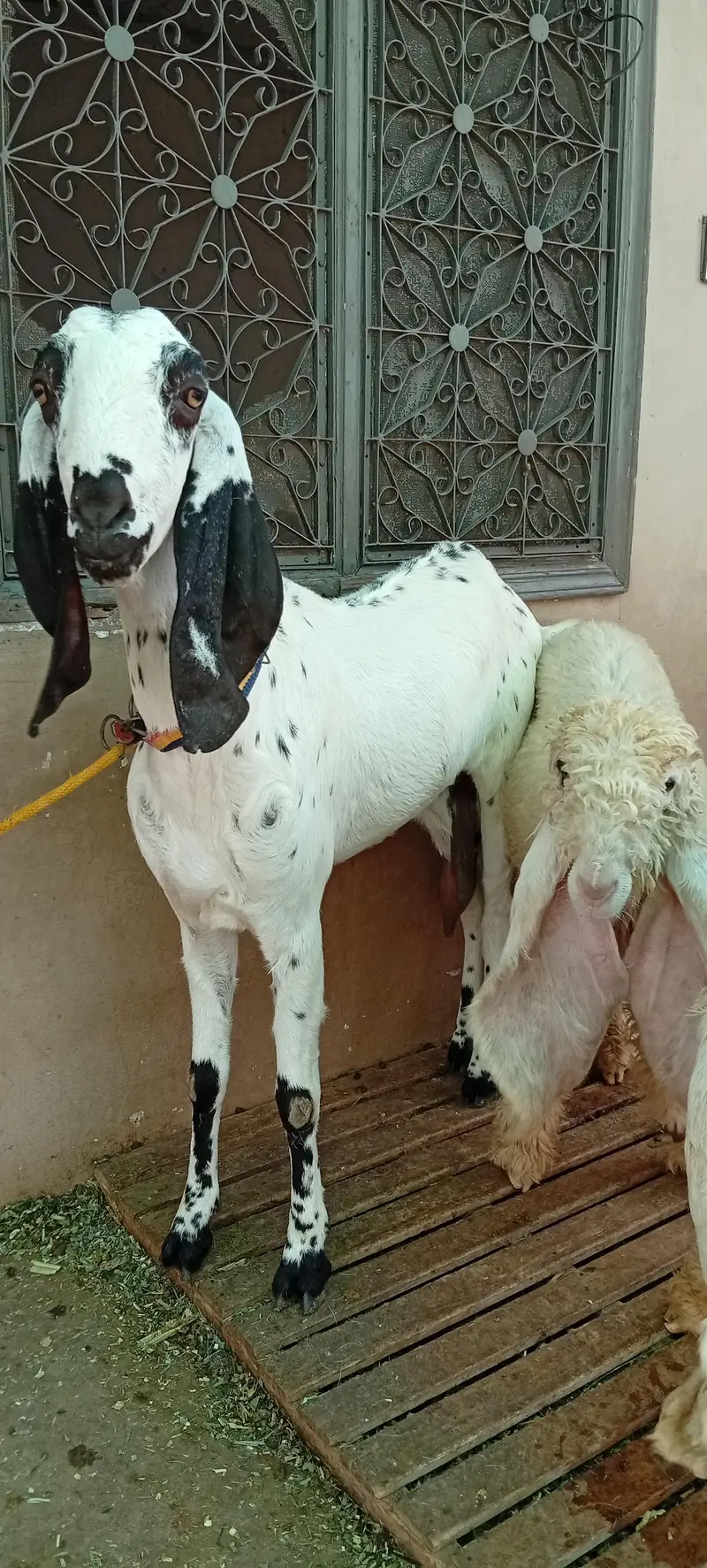 bakri for sale makkhi chini white — photo 10