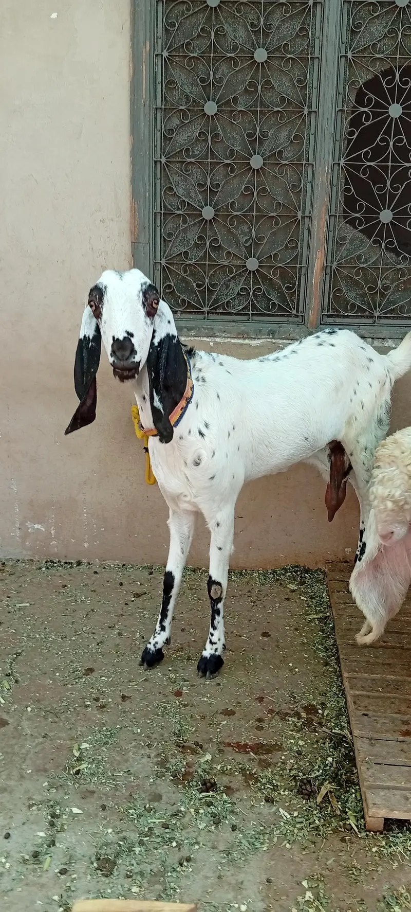 bakri for sale makkhi chini white — photo 11