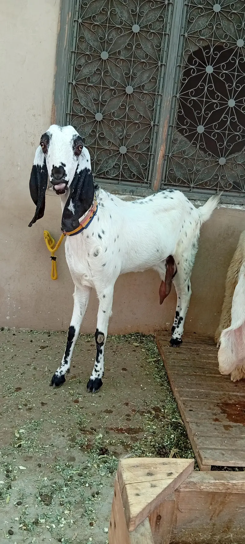 bakri for sale makkhi chini white — photo 12