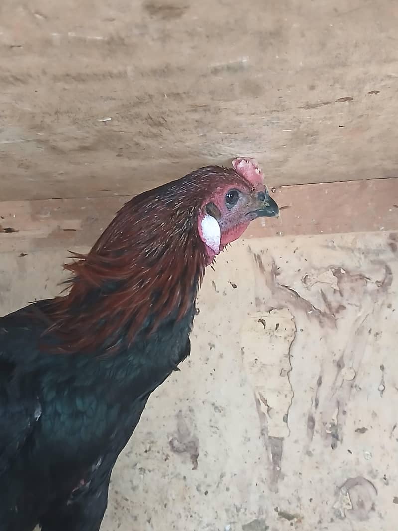 Dragon black 4