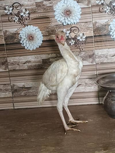 hera aseel patha patbeyan for sale