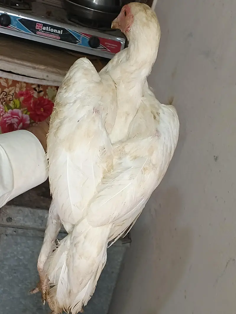 hera aseel patha patbeyan for sale — photo 2