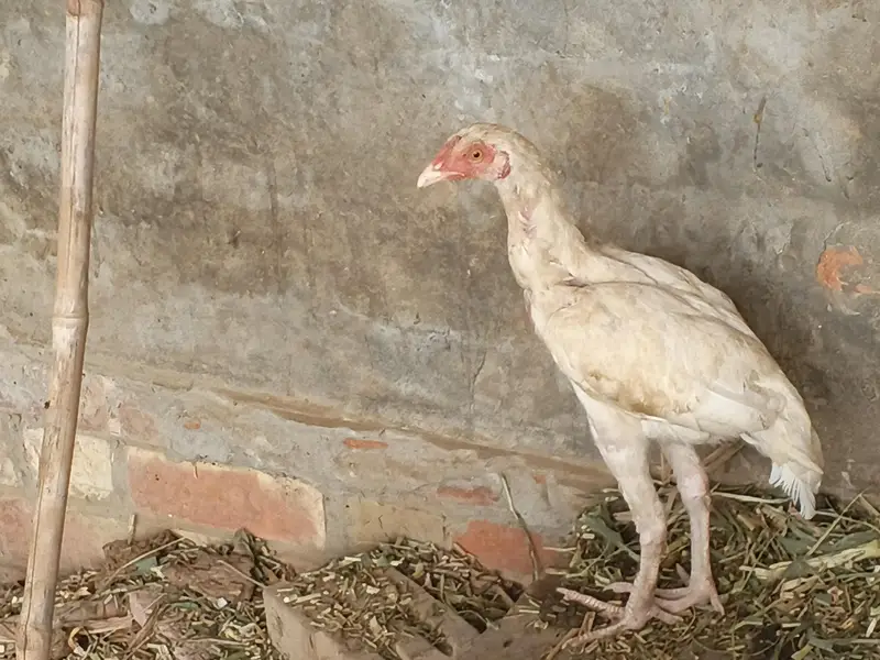 hera aseel patha patbeyan for sale — photo 4