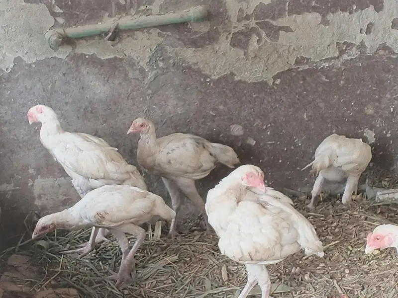 hera aseel patha patbeyan for sale — photo 5