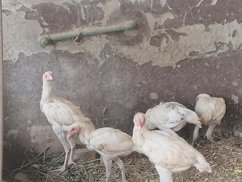 hera aseel patha patbeyan for sale — photo 6