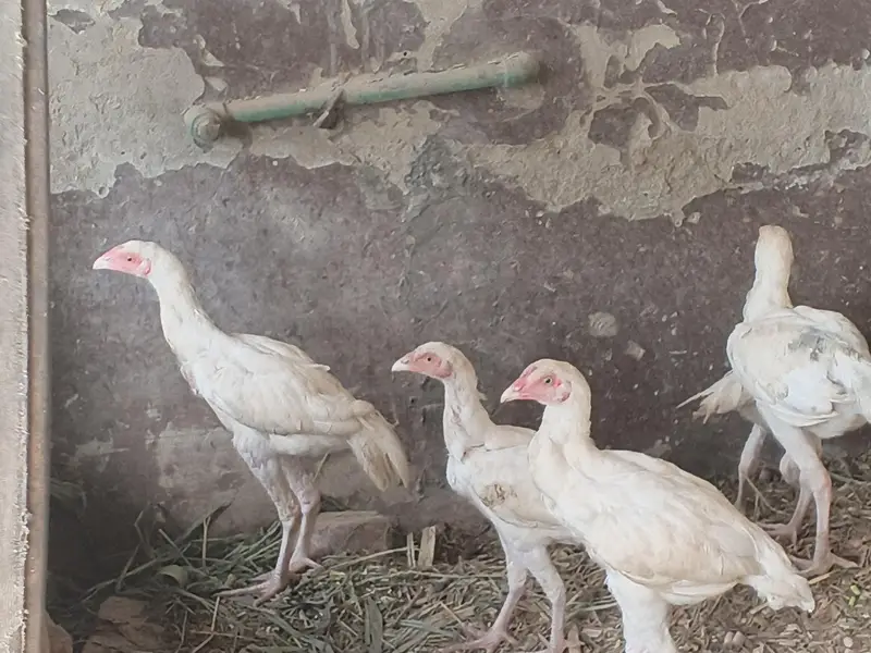 hera aseel patha patbeyan for sale — photo 7