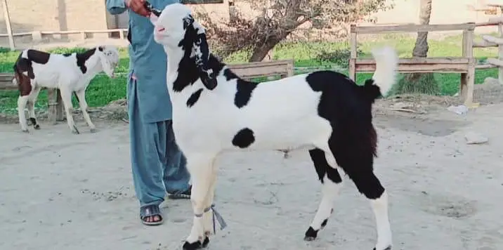 Bakra for sale call
