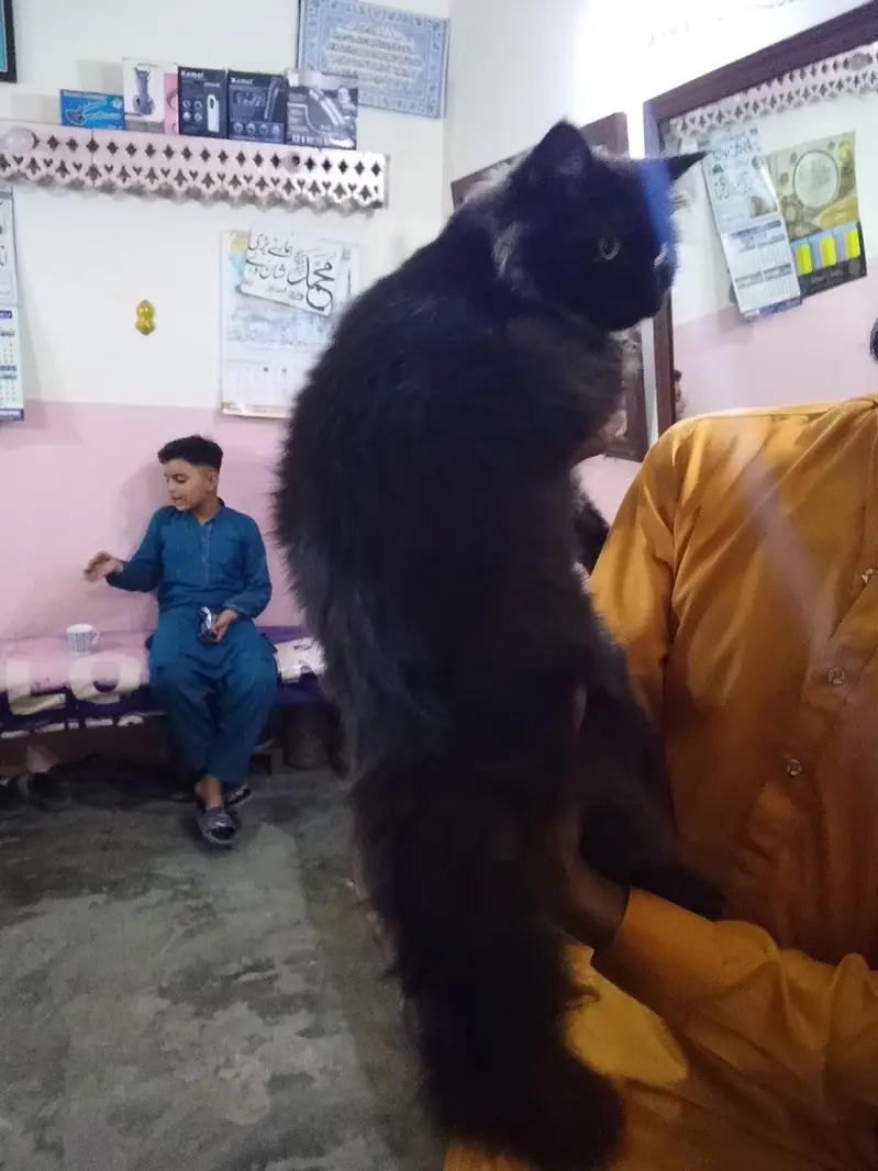piki face cat female — photo 2