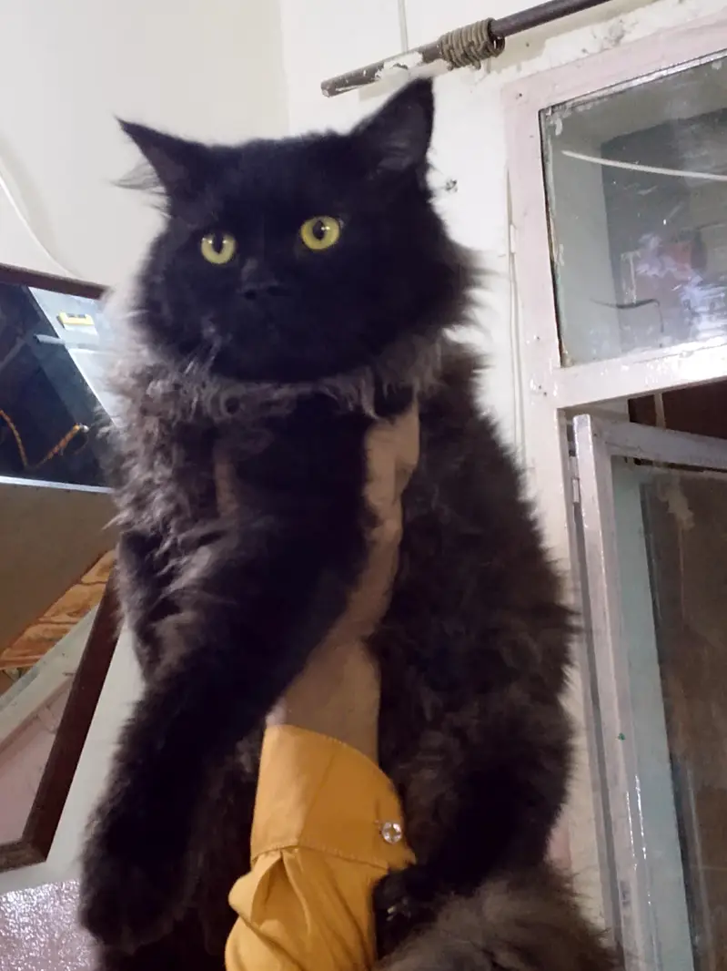 piki face cat female — photo 3
