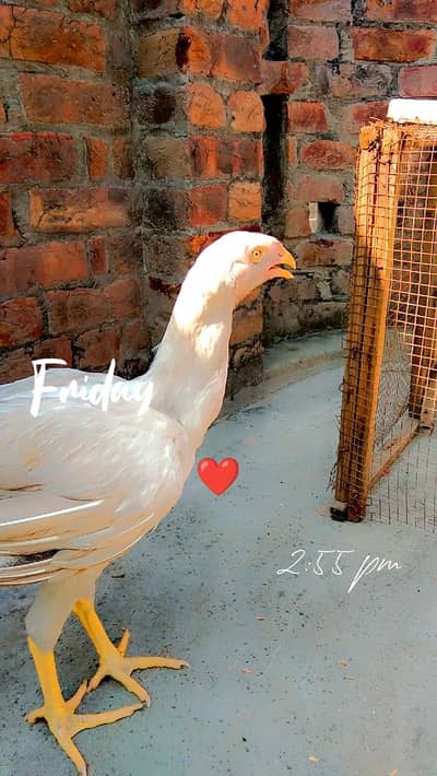 Pure Aseel Murga available ha 0309/9019/811