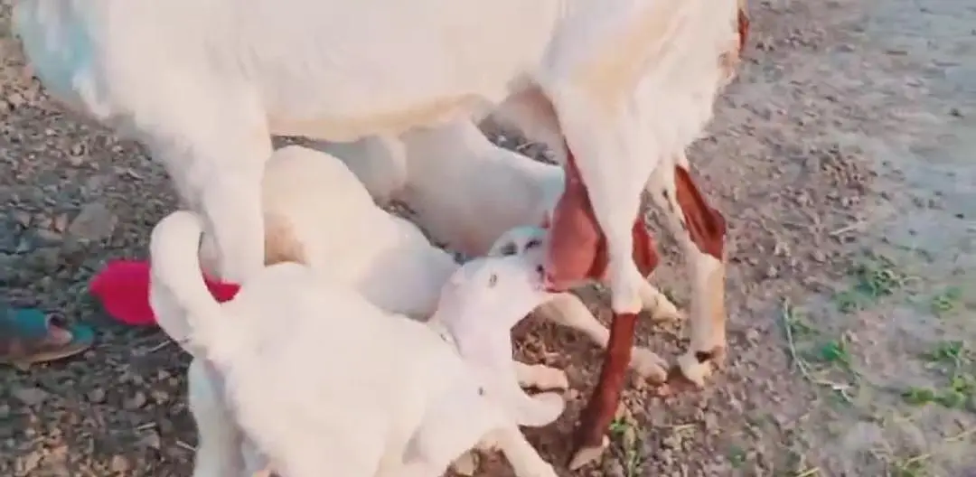 Desi Bakri For Sale.    03247915246 — photo 2