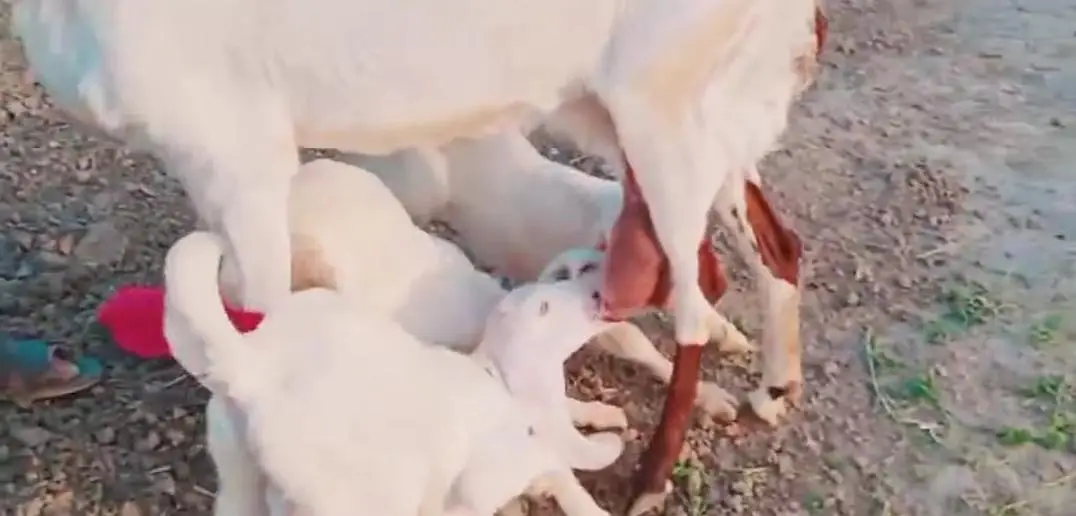 Desi Bakri For Sale.    03247915246 — photo 7