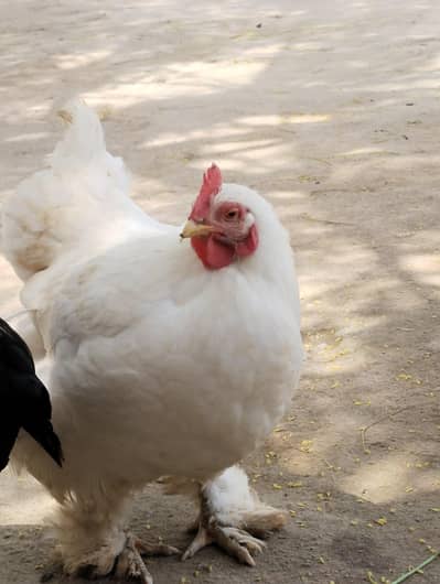 bharhma hen