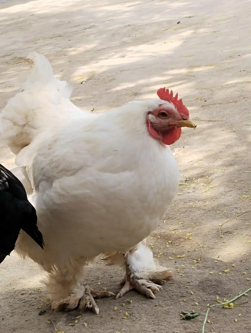 bharhma hen — photo 2